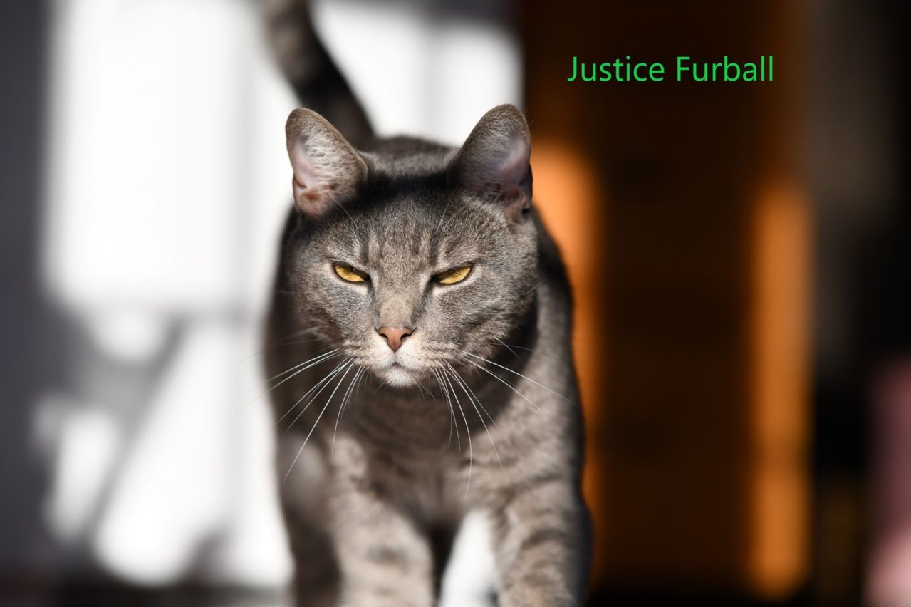 JusticeFurball.jpg