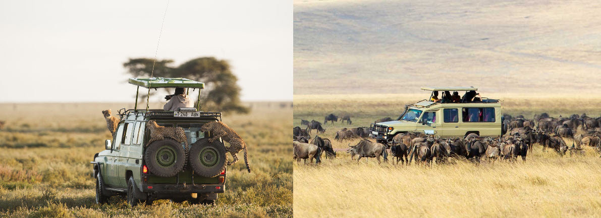 Kifaru - Serengeti.jpg