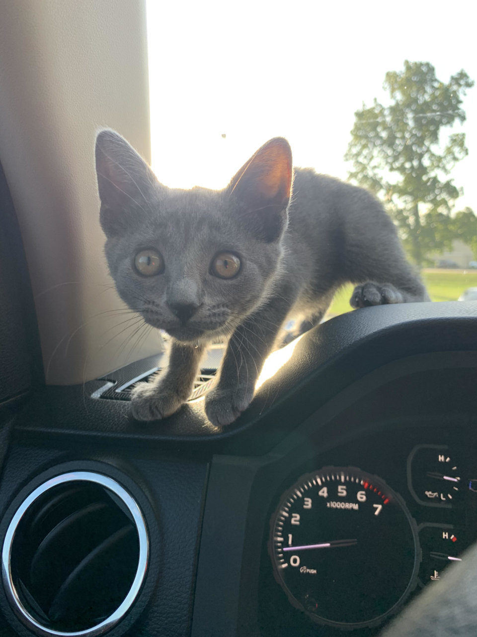 Kitty on the dash at Drive Thru.jpg