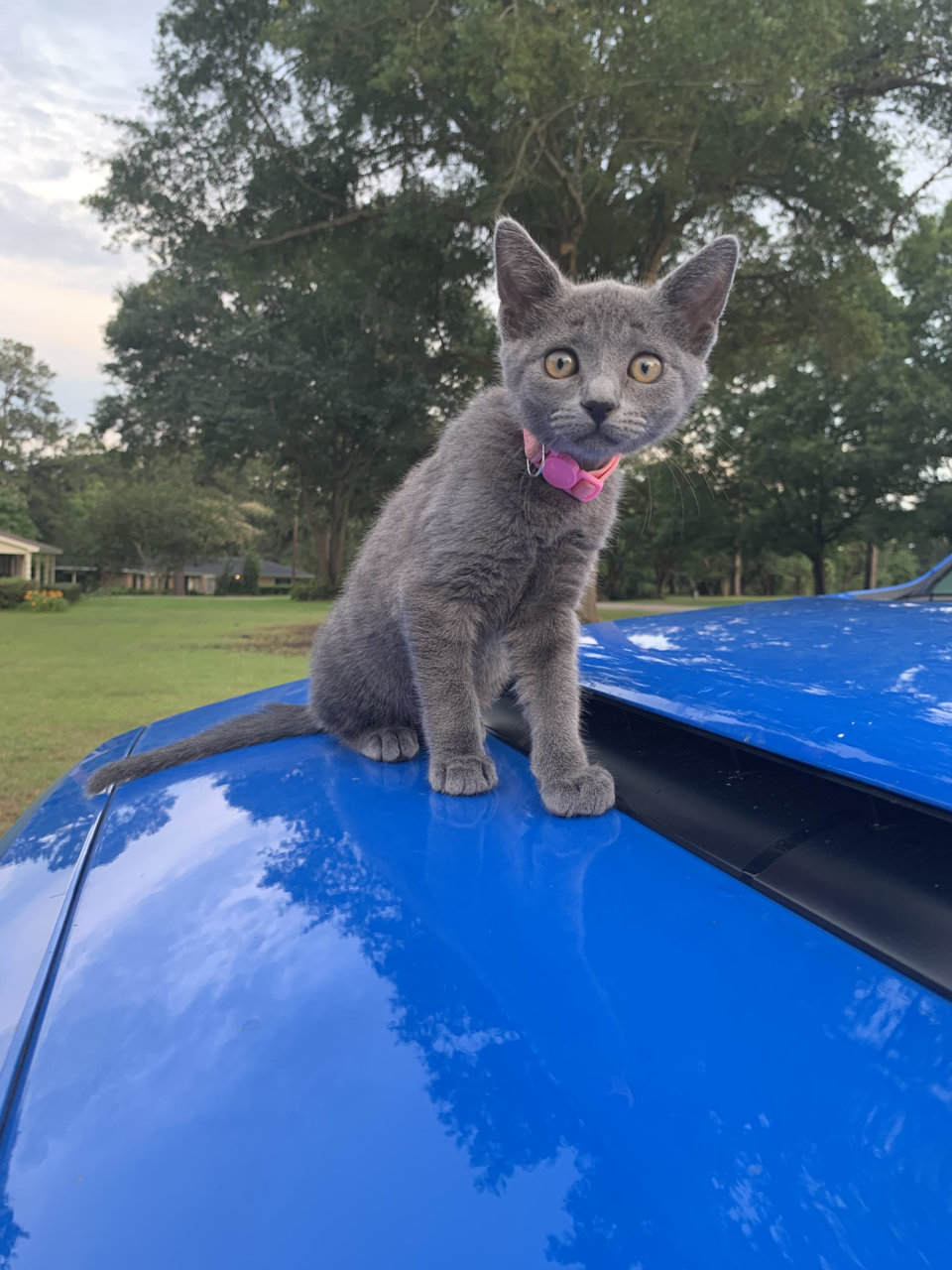 Kitty on the Tundra 3mos.jpg