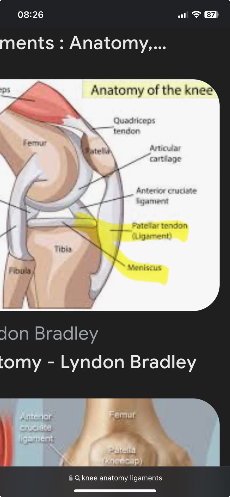 knee anatomy ligaments - Google Search.jpg