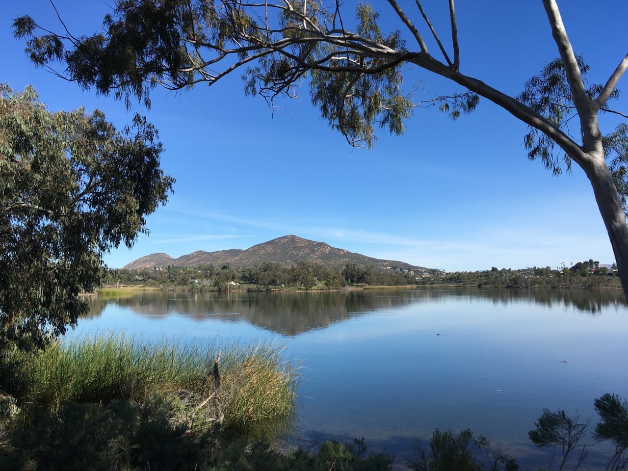 Lake Murray Cowels.jpg