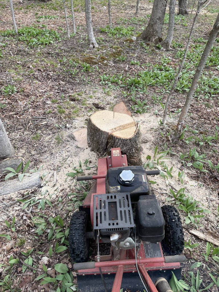Larger stump.jpg