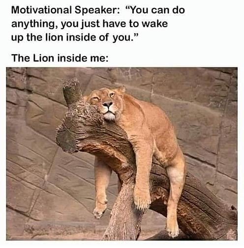 lion.jpg