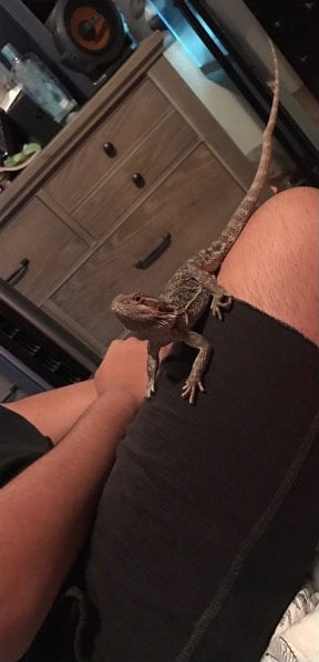 Lizard_Circle.jpg