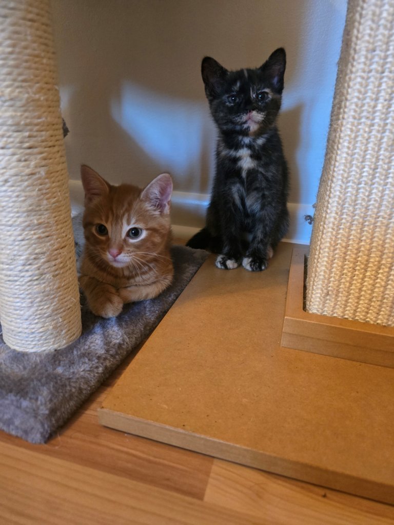 Mango and Xena.jpg