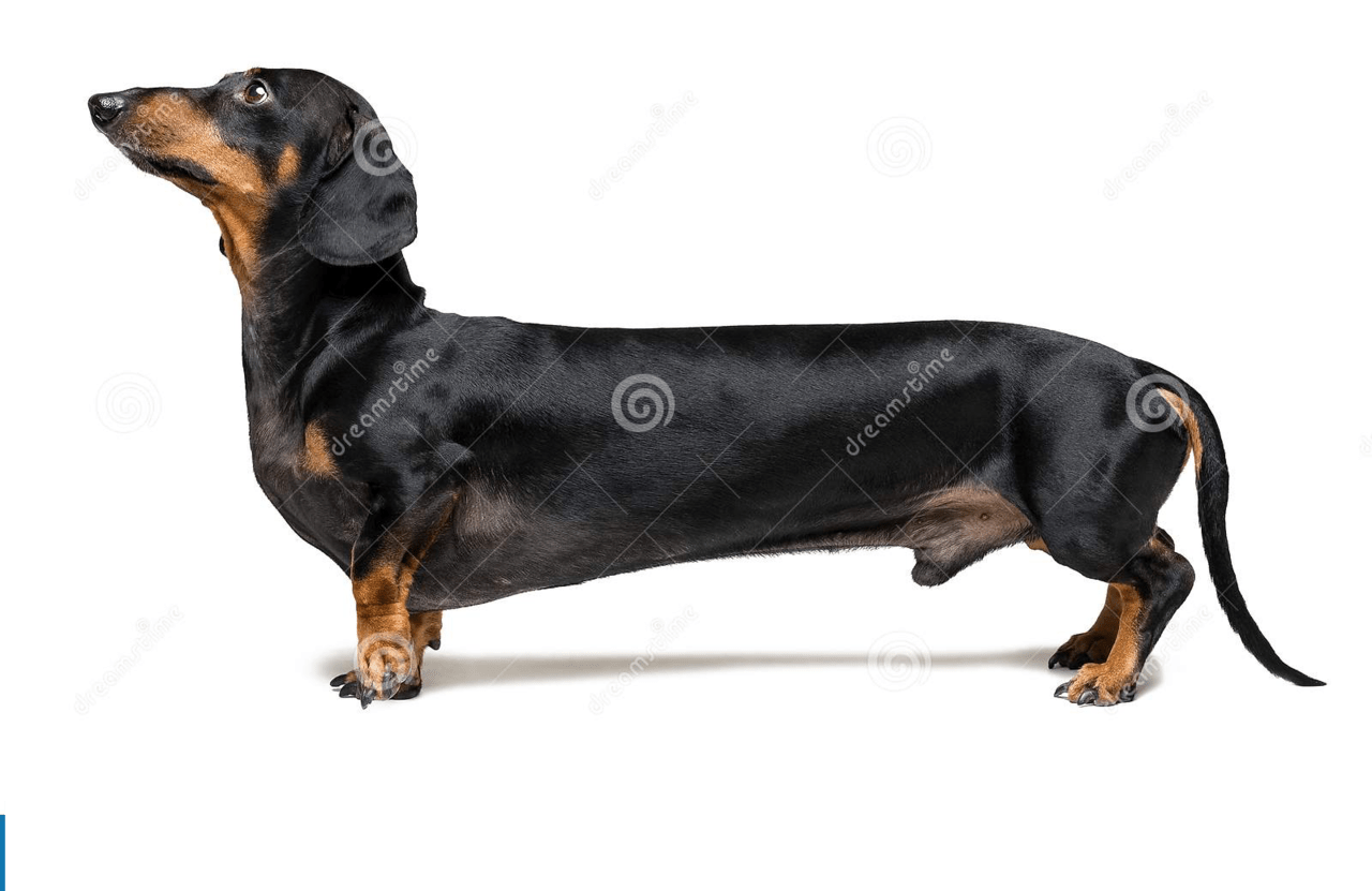 manipulated-image-very-long-dachshund-dog-puppy-black-tan-isolated-white-background-140699754.png