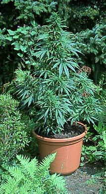 marijuana_85.jpg