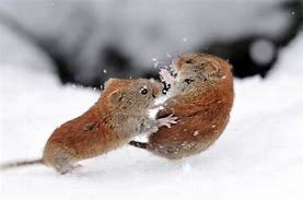 mice.jpg
