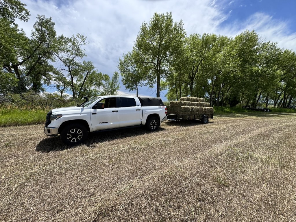 Mighty Mouse hay haul robs trailer.jpg