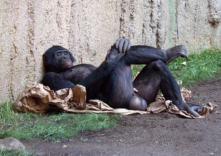 Monkey balls.jpg