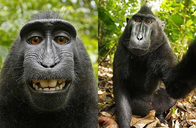 monkey-selfie-wikimedia.jpg