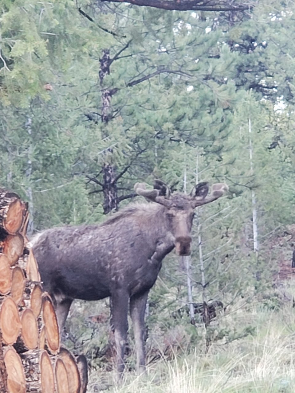 Moose JCL June 6 2023.jpg