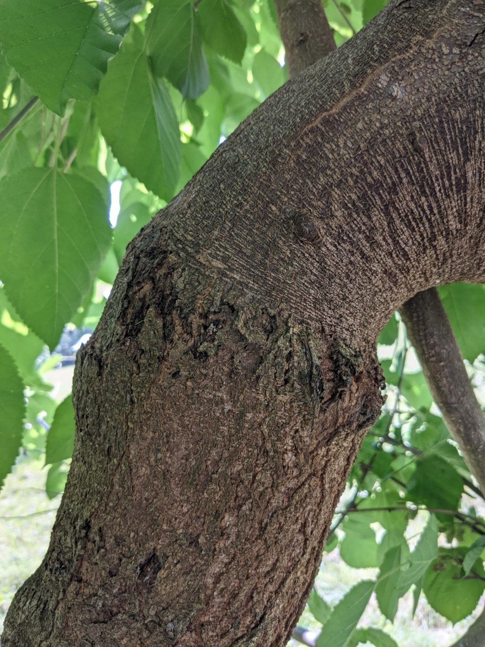 mulberry2.jpg