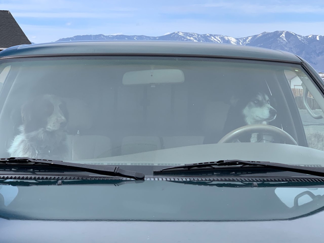 mya and ajax driving.jpg