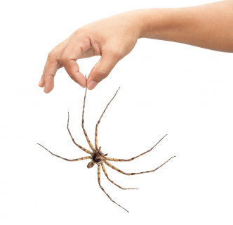 newgirl_spider.jpg