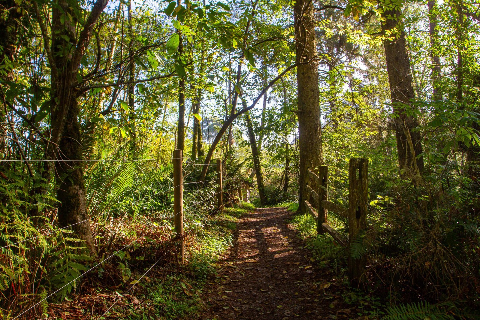 November '23 Widow White Trail-3.jpg
