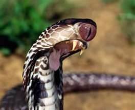 one eyed snake.jpg