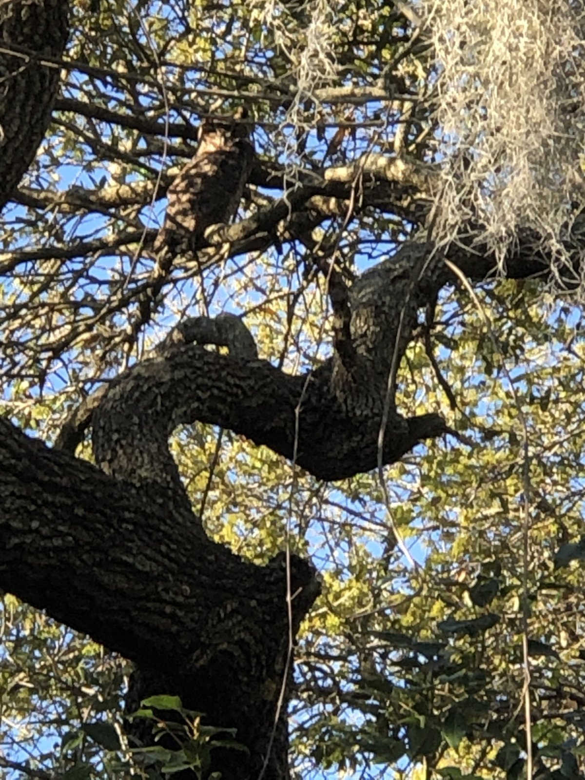 Owl watching the trail..jpg