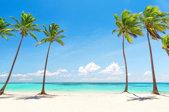 palm-trees-on-white-beach.jpg