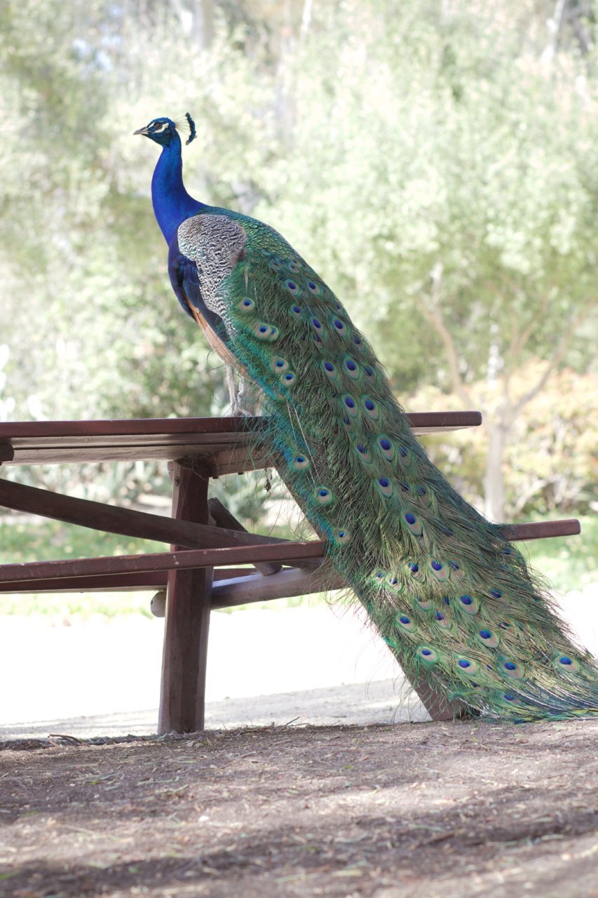 Peacock plumage.jpg