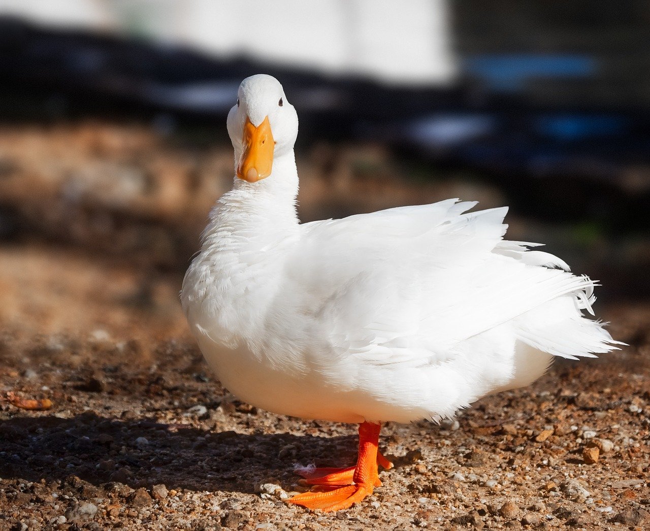 pekin_ducks_1540148629.jpg