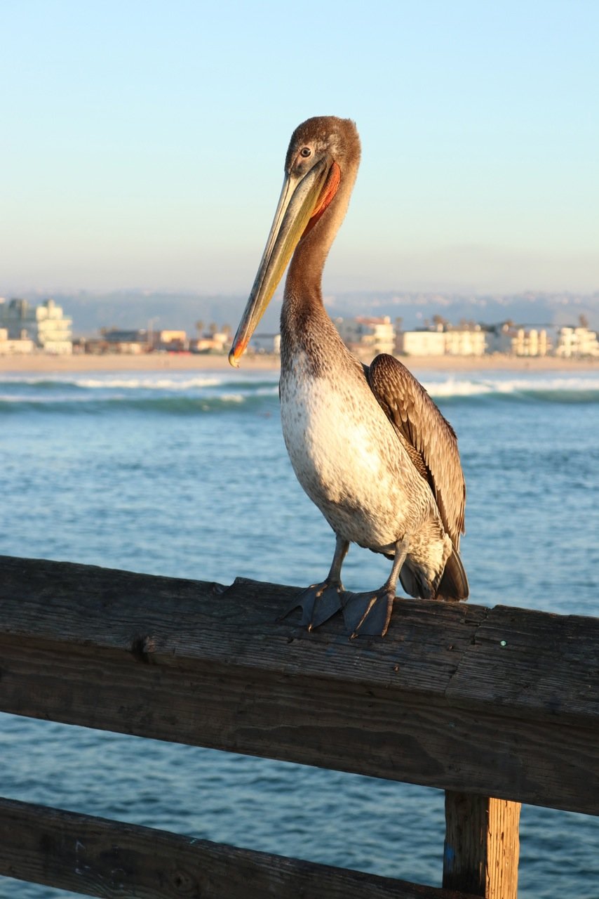 Pelican on IB Pier[59198].jpg