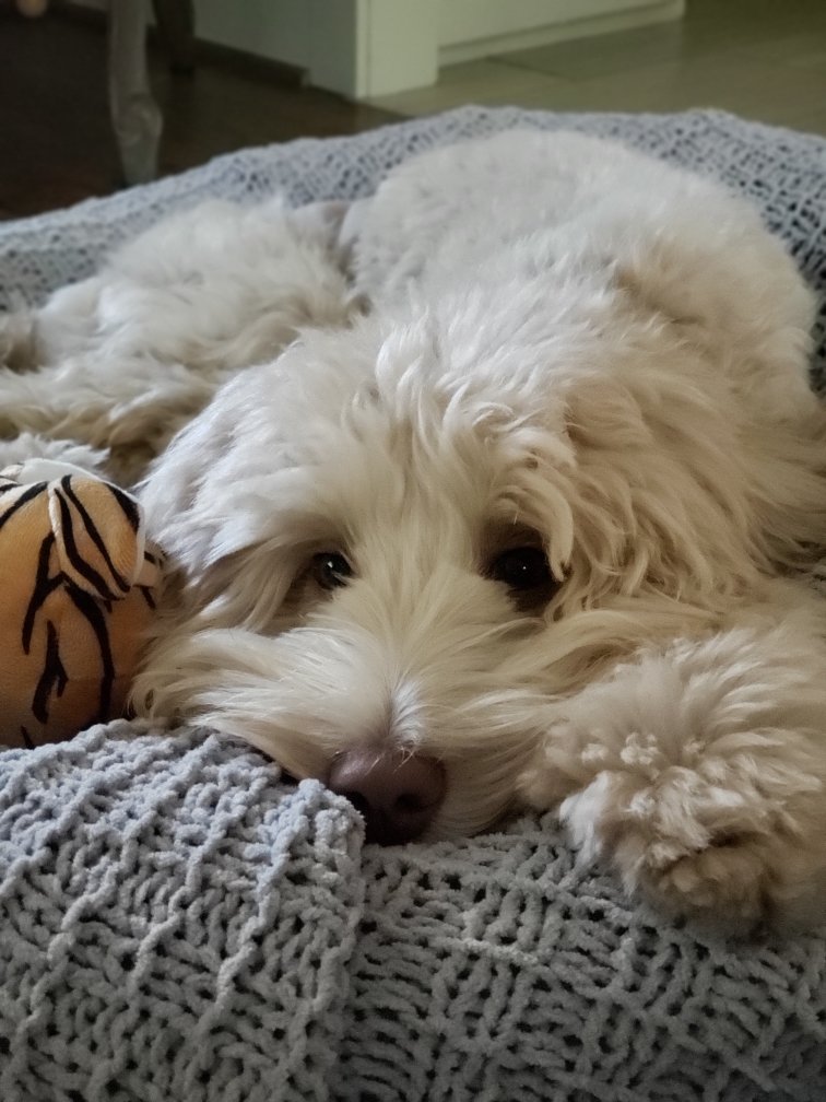 Phoebe.jpg