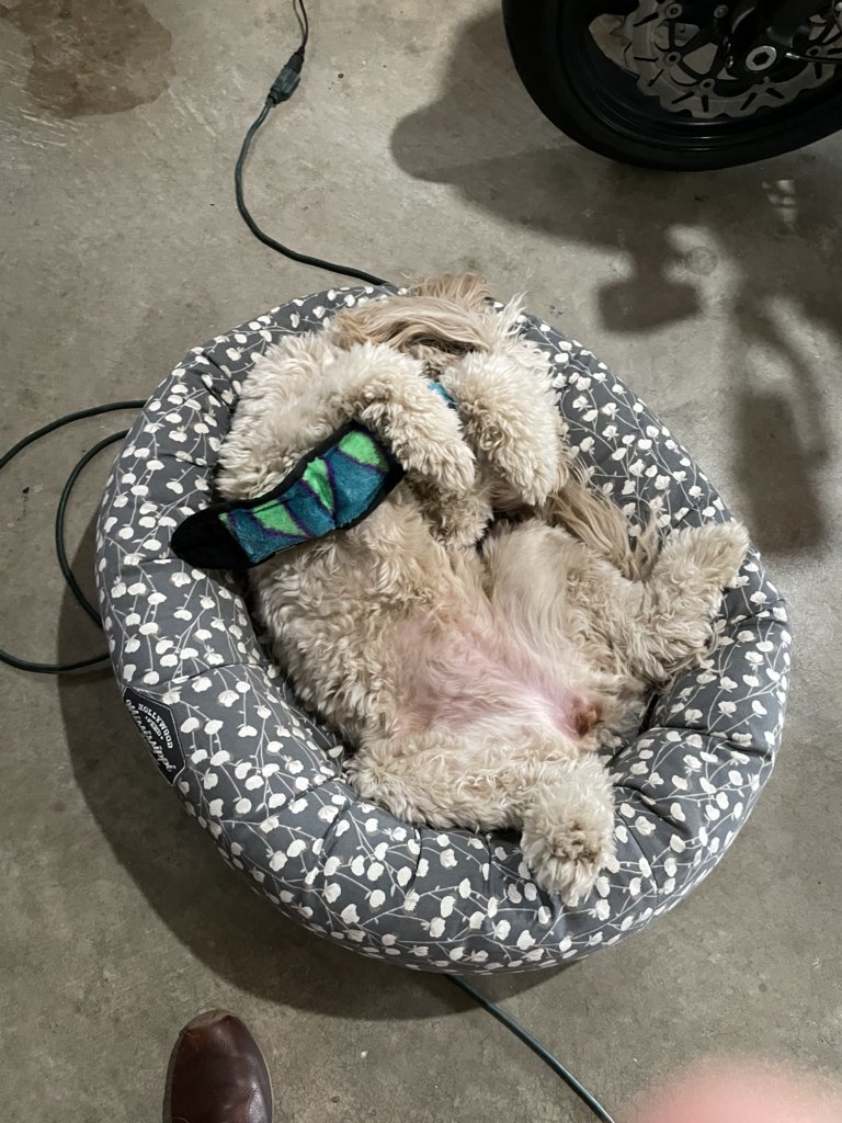 Phoebs.jpg