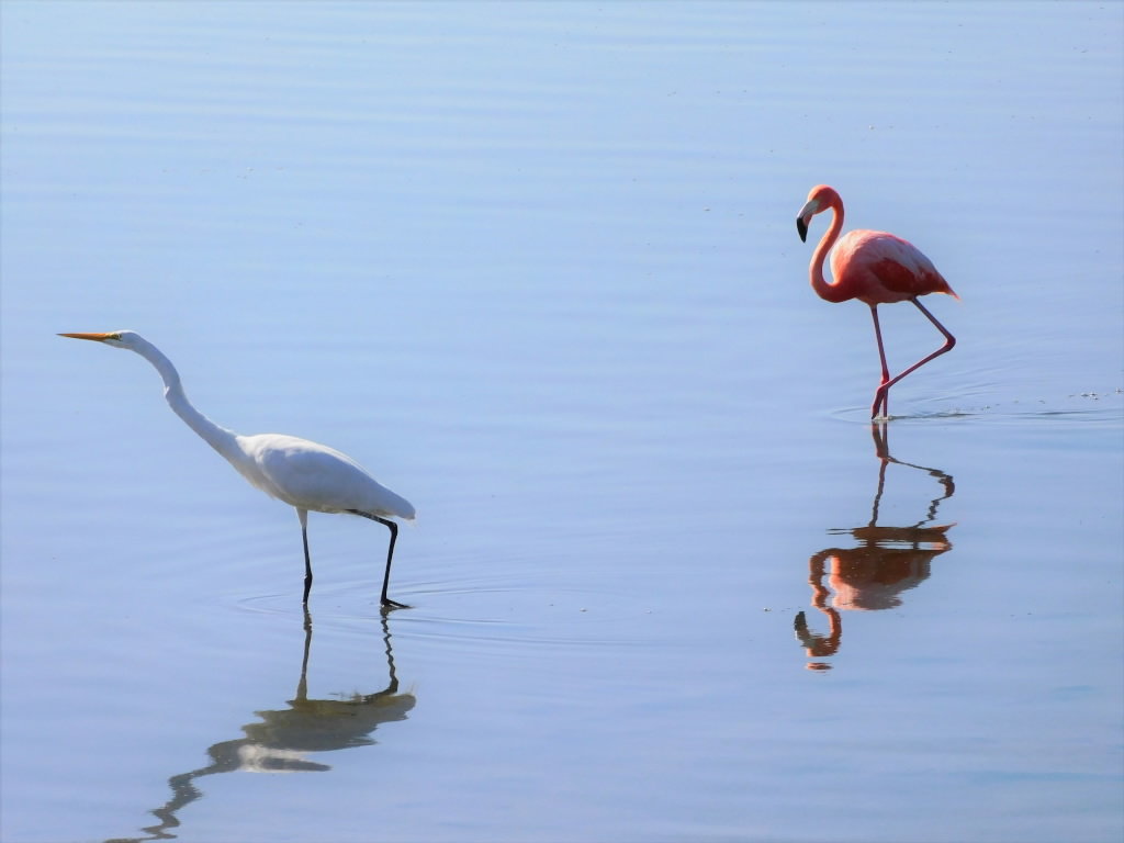 Pinky & White Heron.jpg