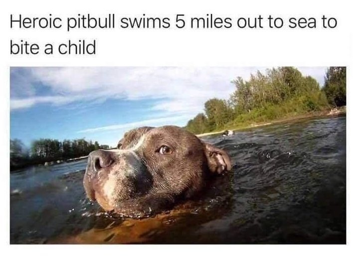 pitt.jpg