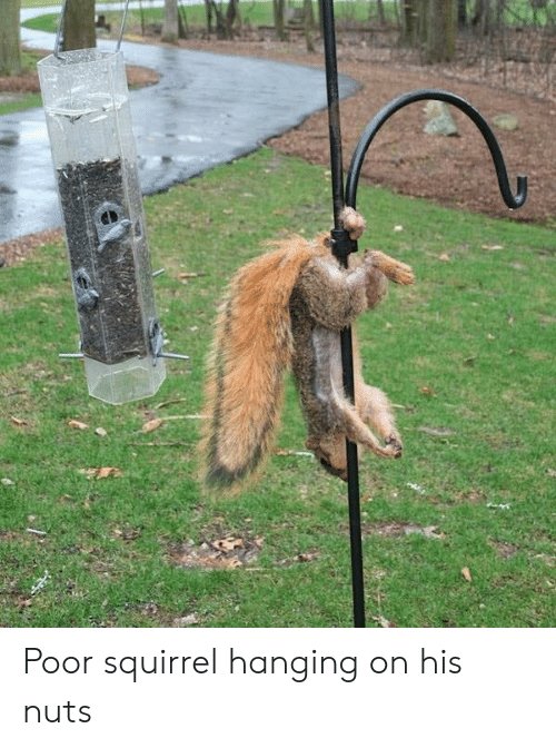 poor-squirrel-hanging-on-his-nuts-48701600.jpg