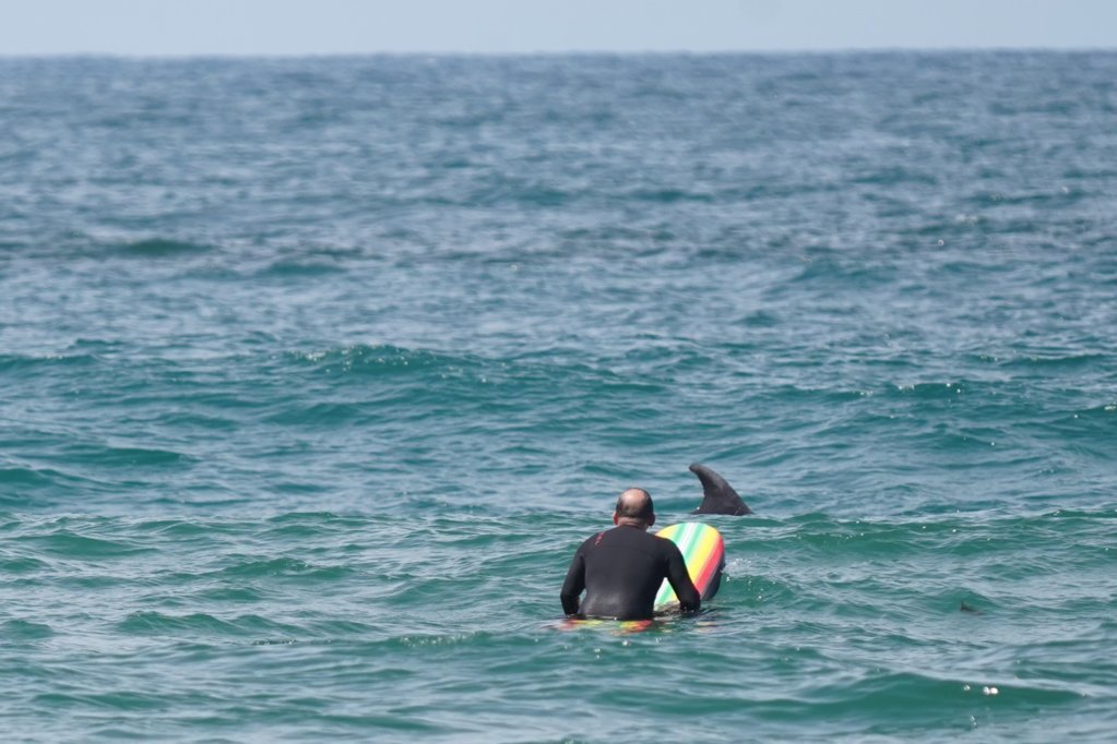 Post Op Dolphin.jpg