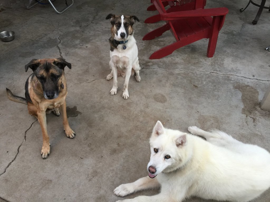 Pups 2.jpg