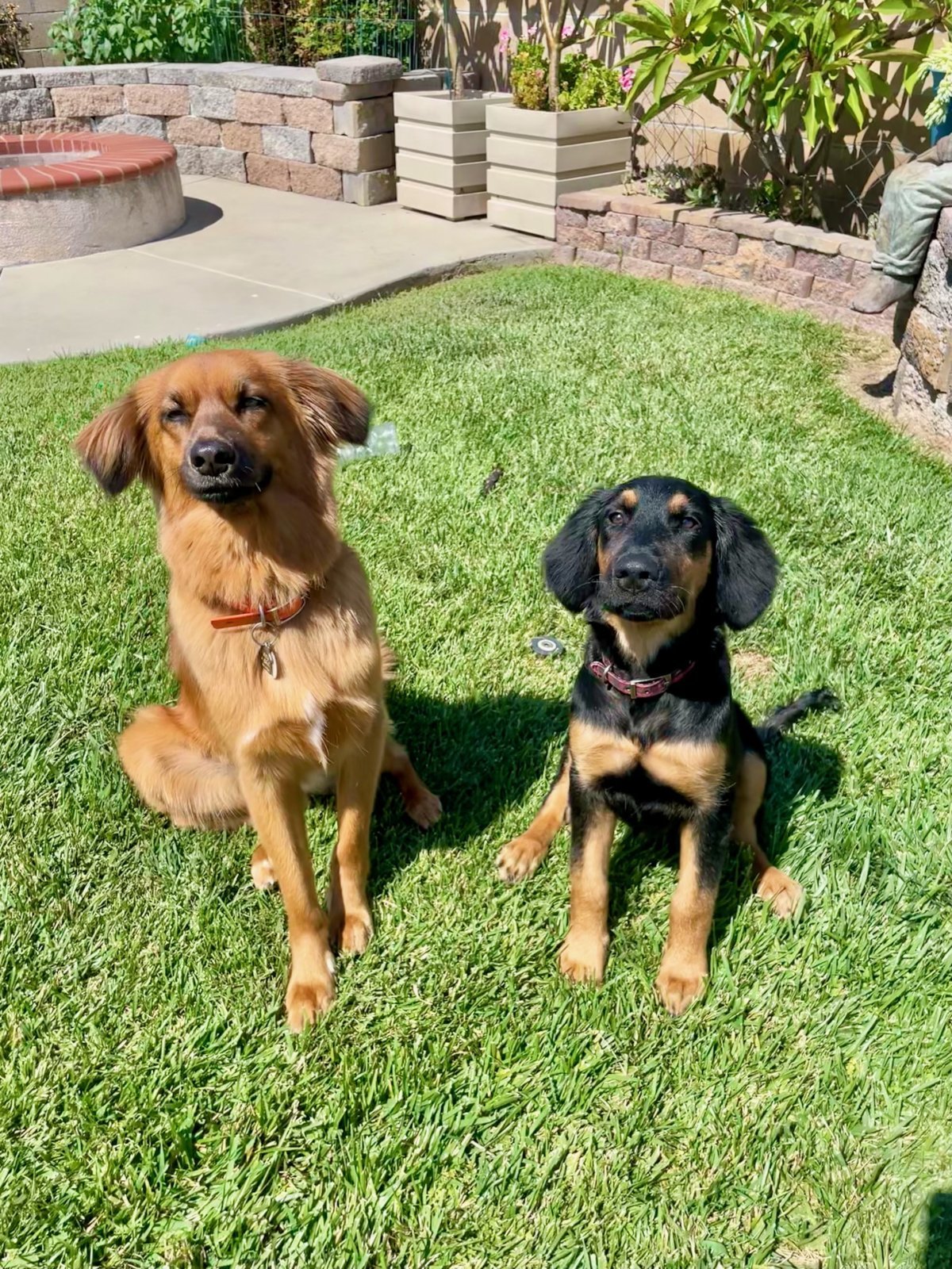 Pup's.jpg