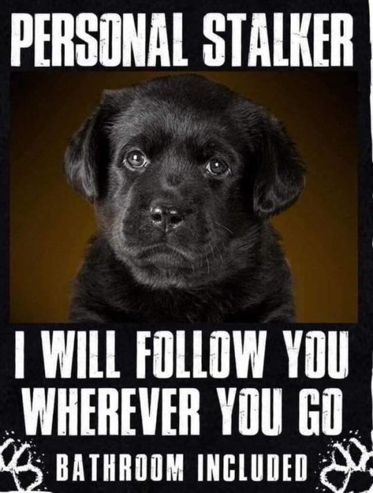 Pups.jpg