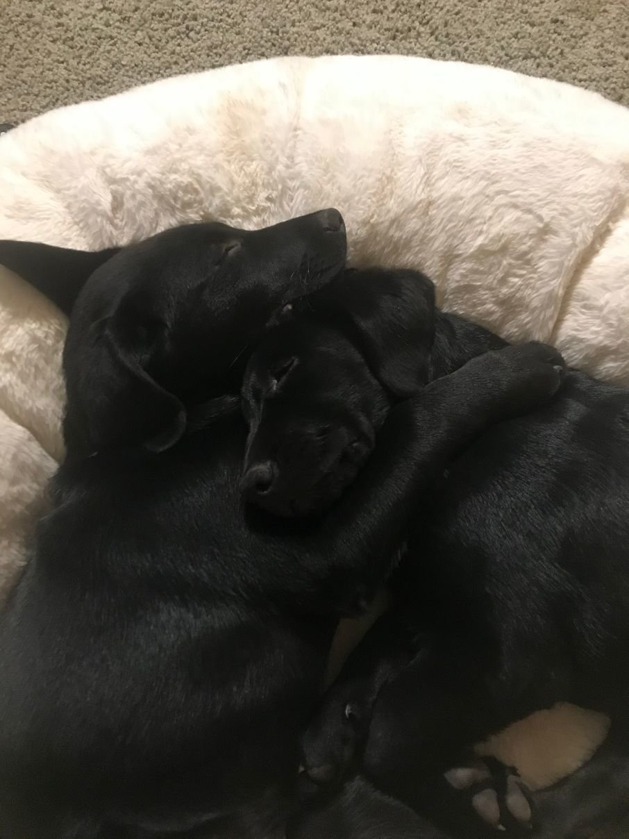 pups sleeping.jpg