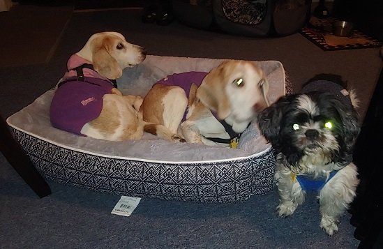 pups3.jpg