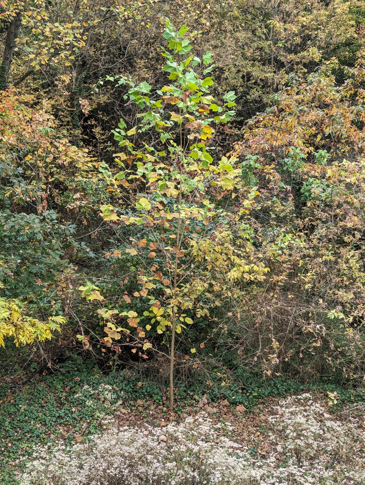 PXL_20231027_174416197.jpg