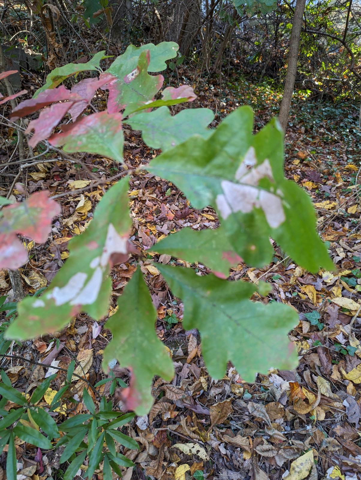 PXL_20231101_145653865.jpg