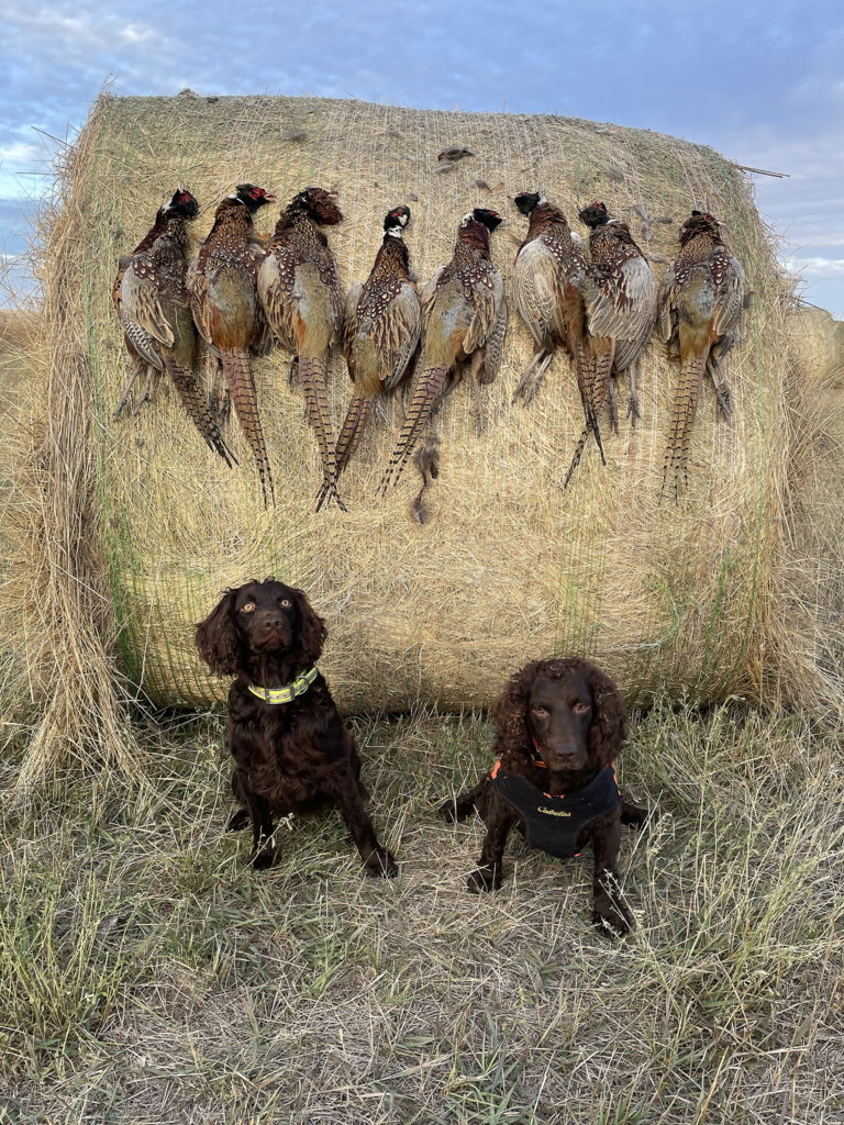 Reba-Josie Pheasants1.jpg