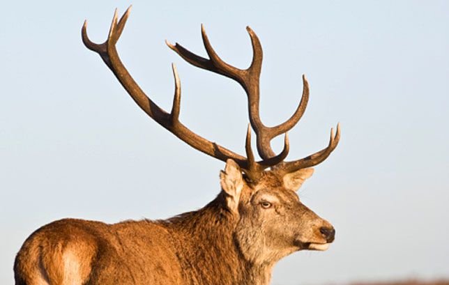 red-deer-antlers-644x408-1451568602.jpg