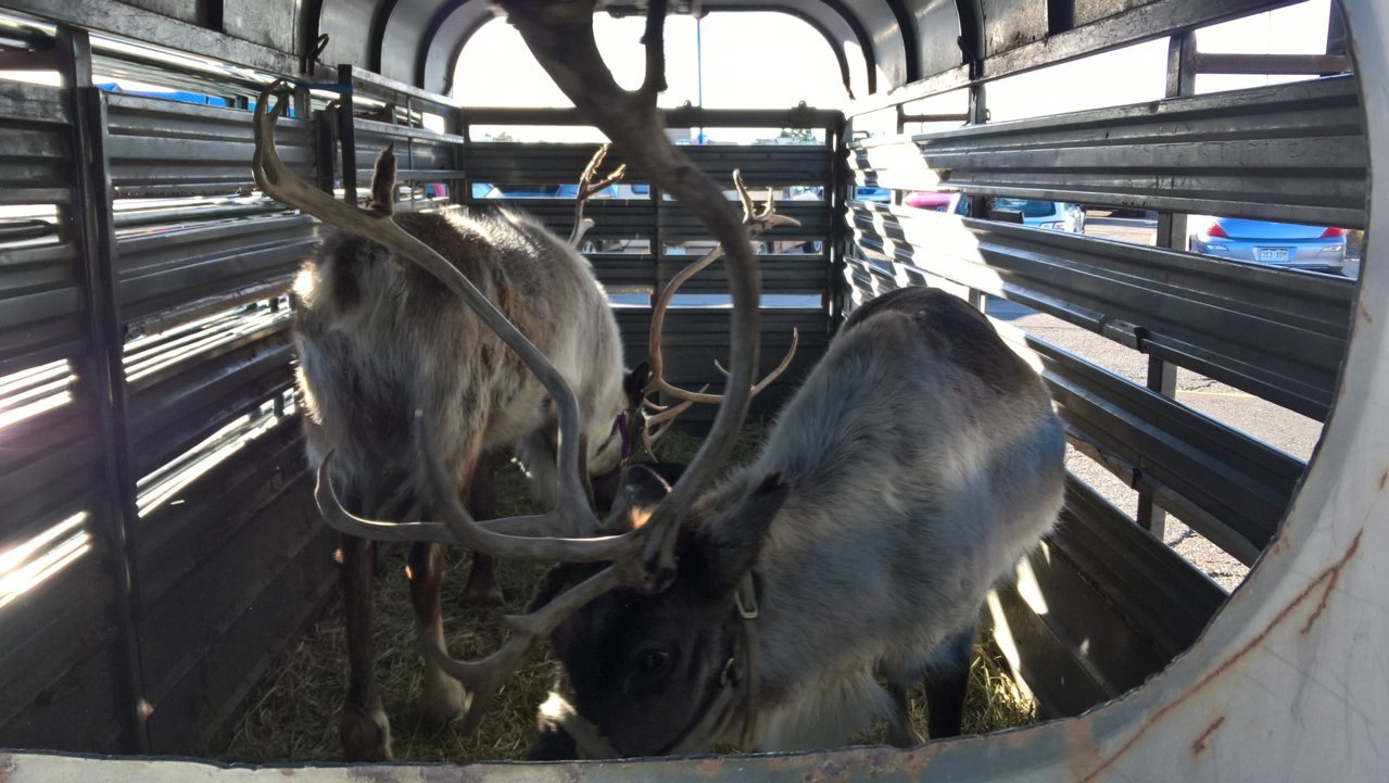 reindeer2.jpg