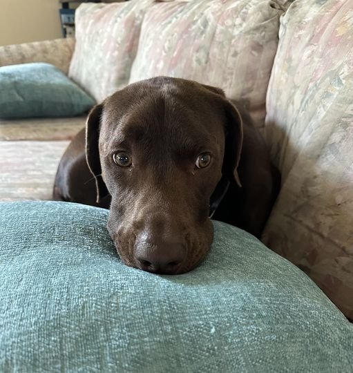 Riva and pillows.jpg