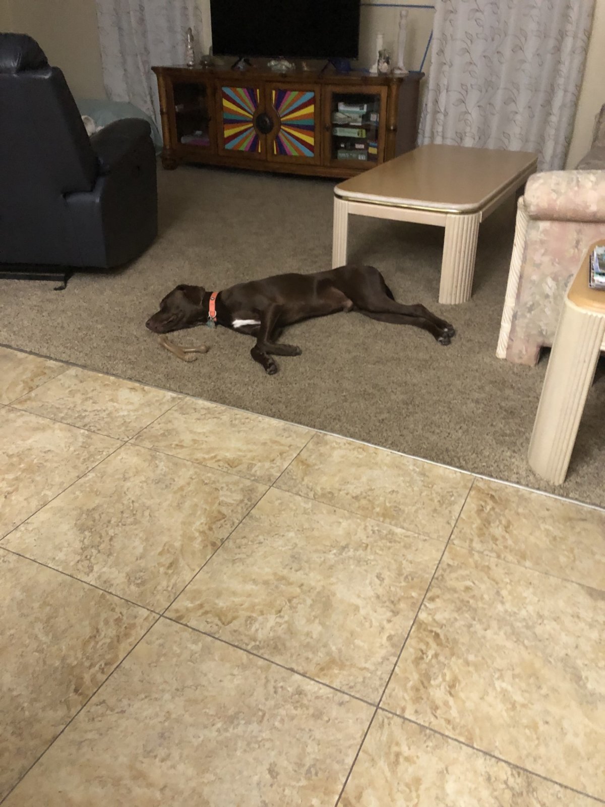 Riva asleep after training.jpg