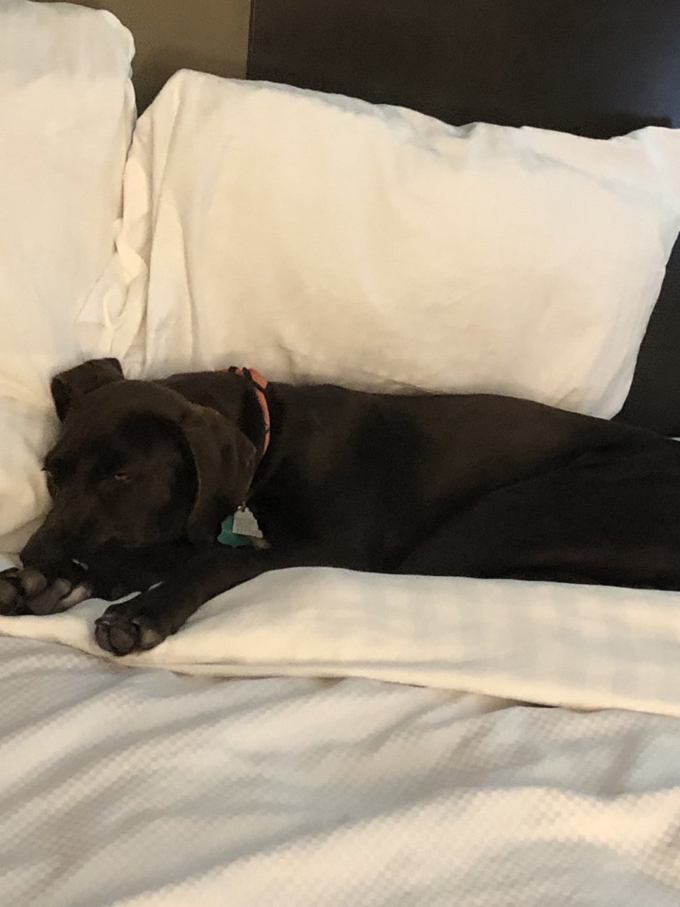 Riva day 2 spoiled.jpg
