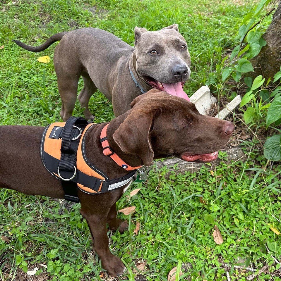 Riva & Dior in Arcadia.jpg