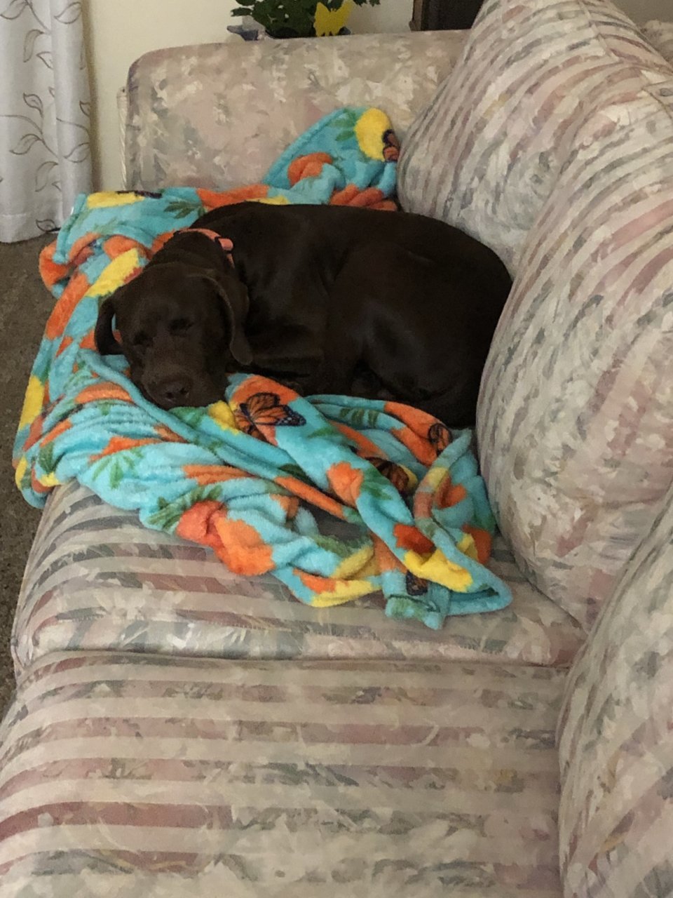 Riva glad to be home...jpg