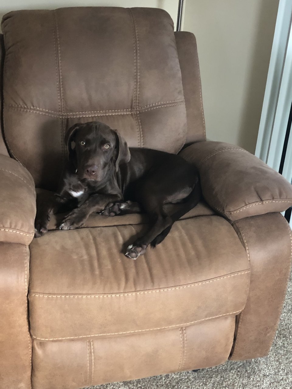 Riva in my chair.jpg