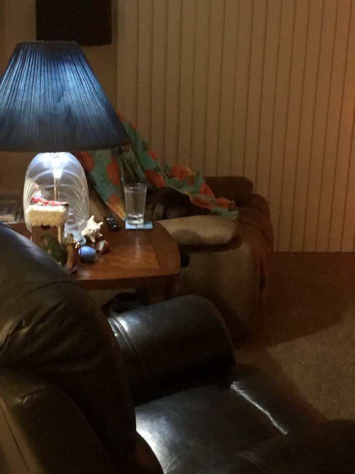 Riva missing his pack in my chair.jpg